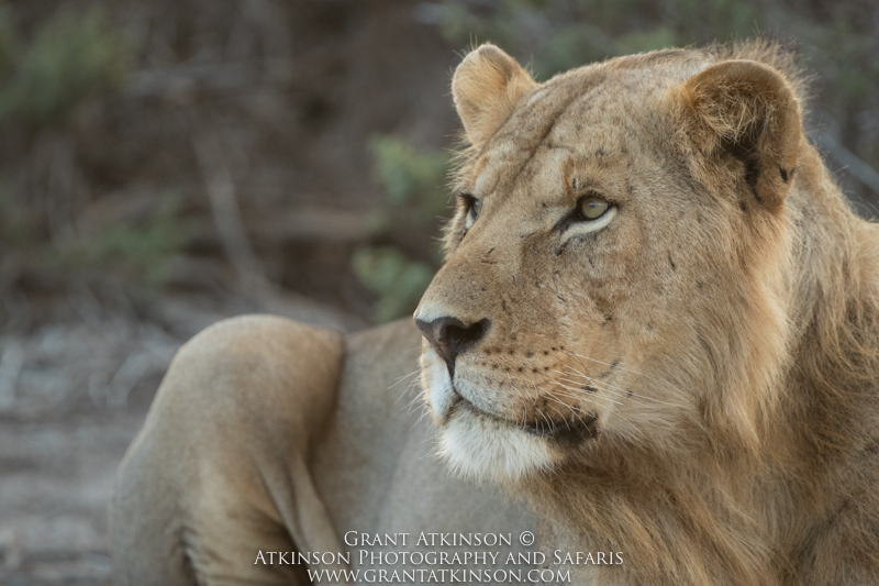 Male lion - Copyright © Grant Atkinson